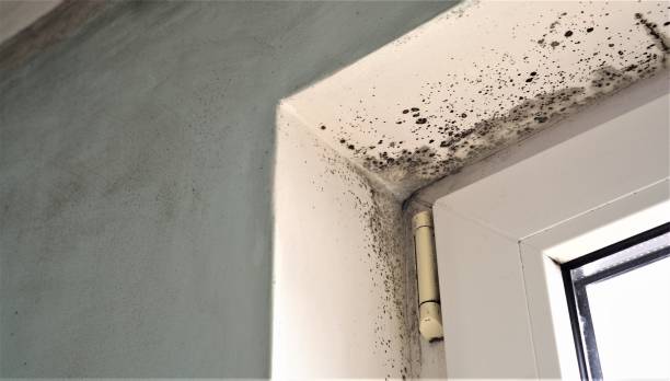 Professional Mold Inspection, Removal & Remediation in Bozeman, MT